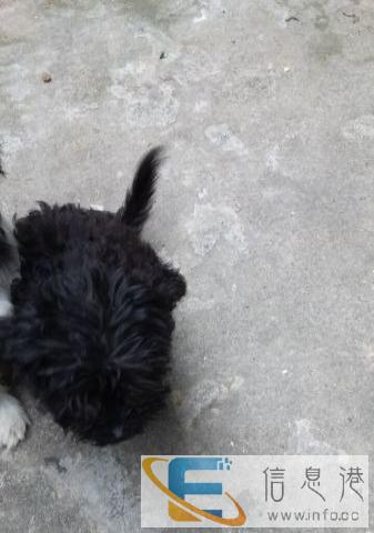 黑色越南小黑黑犬,买我两包黄鹤楼就送给你了 大冶市