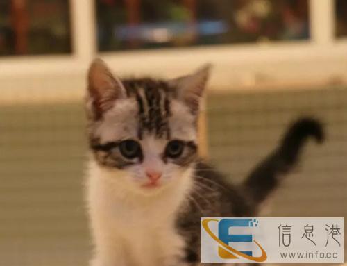 英国短毛猫银色渐层猫加菲猫折耳猫