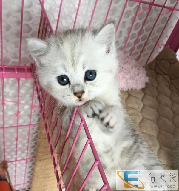 自家繁殖金吉拉猫猫爸猫妈都打过疫苗