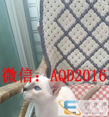 暹罗猫 找新家啦 直销价 无病无藓 签协议,包邮