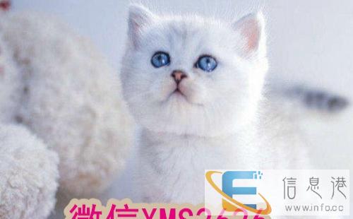 可爱的英国短毛蓝猫,立耳,折耳找新主人