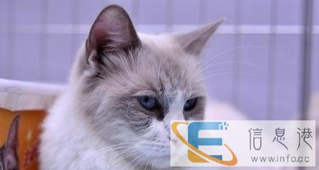 出售 英短蓝白 布偶猫