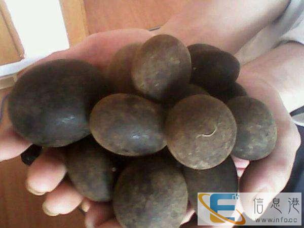 衡阳区域私人买家急购羊宝，当天给钱