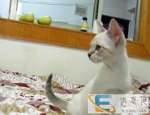 纯种暹罗猫瞧一瞧 看一看 喜欢联系我