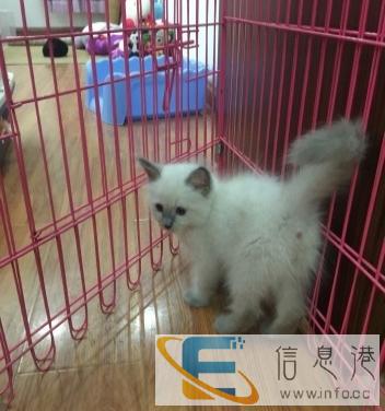 丁香色英短蓝重点色布偶猫转让