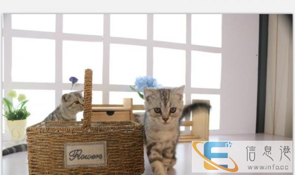 家养美短宝宝,三公二母