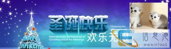 出售品相漂亮布偶猫 性格非常黏人可爱 可上门看猫