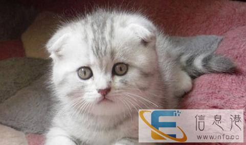 出售呆萌性格乖巧苏格兰折耳幼猫 大眼睛圆脑袋