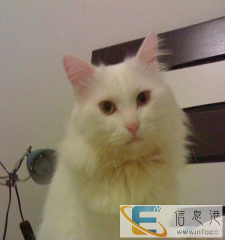 布偶猫 找新家啦 直销价 无病无藓 签协议,包邮