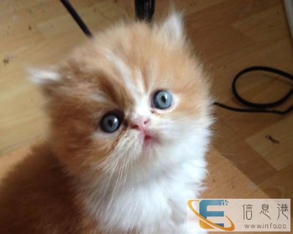 后波斯猫一只,寻求有爱心的主人