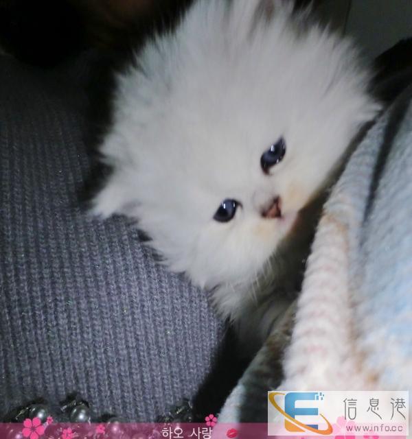 出售金吉拉宝宝