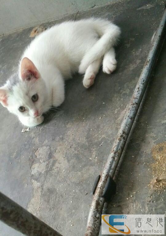 家养短毛猫找新家