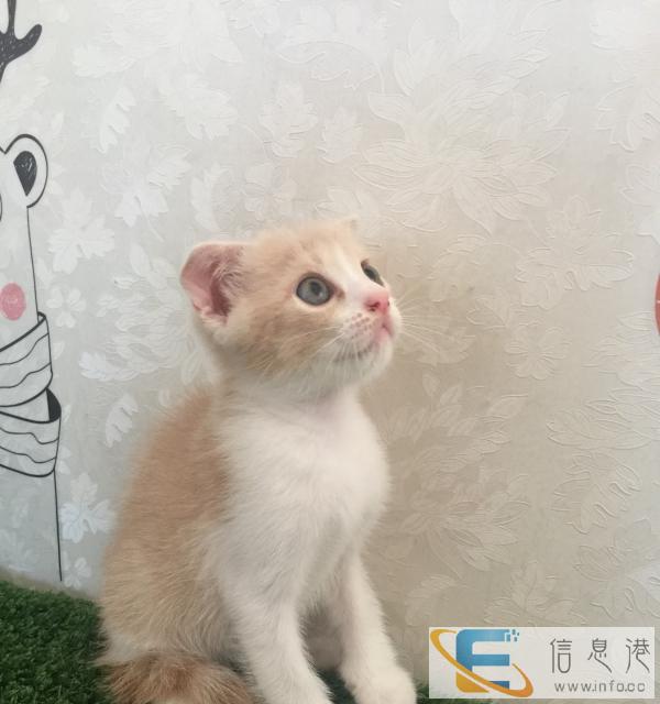 自家繁育的英短宝宝