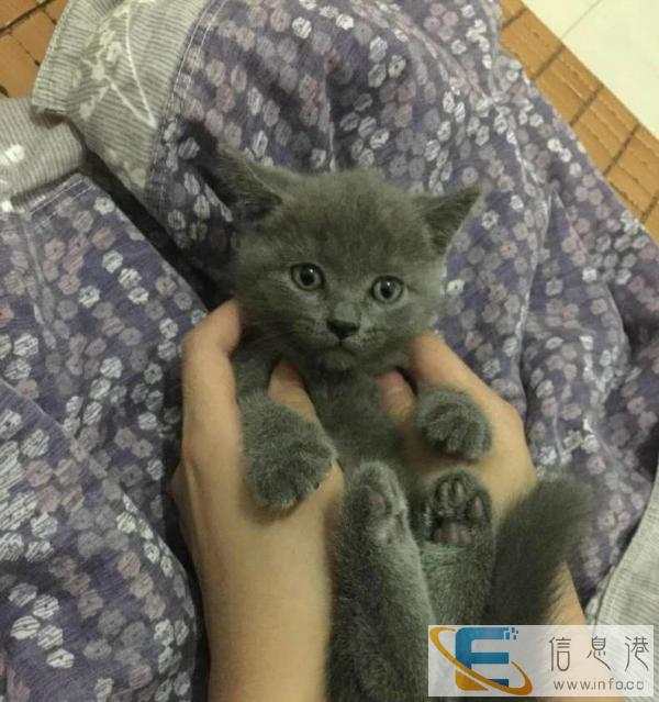 自己蓝猫宝宝快两个月了挥泪甩卖