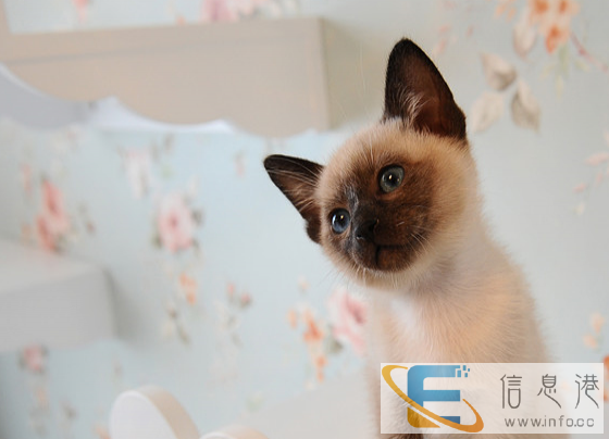 纯种暹罗猫宝宝 期待您的佳音 家养的猫咪