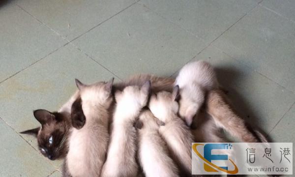 自家暹罗猫生,包健康 欢迎来选