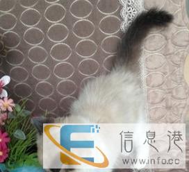 转让家养的双色布偶猫宝宝品相极佳毛色好