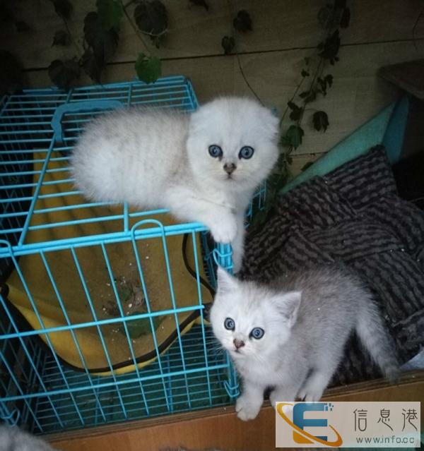 家里的渐层妈妈生的小猫