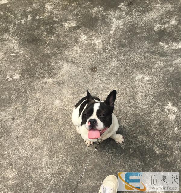 法国斗牛犬,处男黑白花