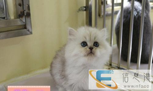 漂亮可爱性格温婉金吉拉幼猫超漂亮头版大保纯种健康