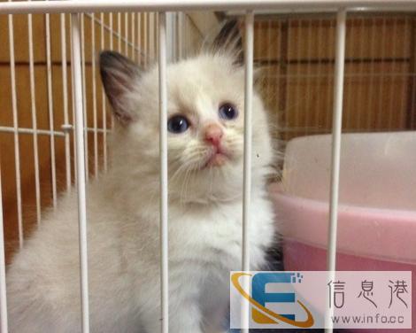 专业繁殖布偶猫