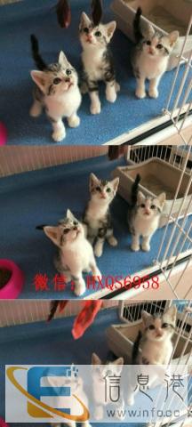 喵咪萌宠名猫屋自家繁殖美短虎斑猫天天有特价