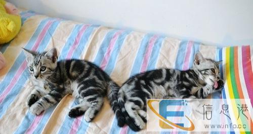 出售美短虎斑猫,小虎斑活泼好动,非常亲人