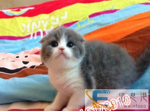 加菲猫 波斯猫 短毛猫 折耳暹罗猫金吉拉蓝猫