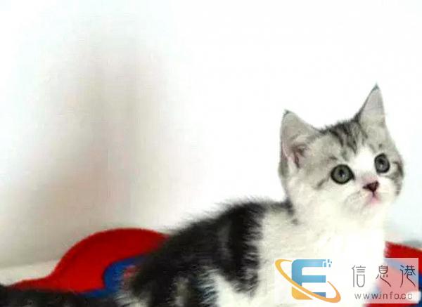 美国短毛猫/虎斑猫/纹路清晰/美短/有