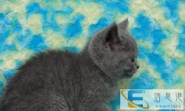 出售纯种英短 短毛猫英国蓝猫 英短嘟嘟幼猫活泼