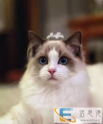 出售纯种布偶猫自家繁殖,品质保证,健康纯种