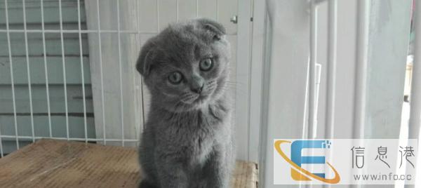 折耳猫,养殖场直销,品相好价格低,纯种签协议,包邮