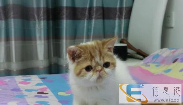 加菲猫,养殖场直销,品相好价格低,纯种签协议,包邮