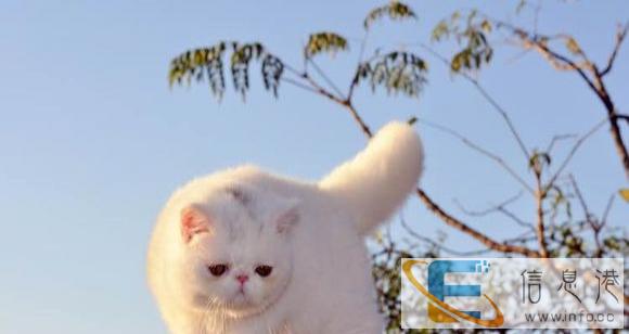 我们只繁育能给您带来快乐的小天使 蓝猫 布偶 金吉拉