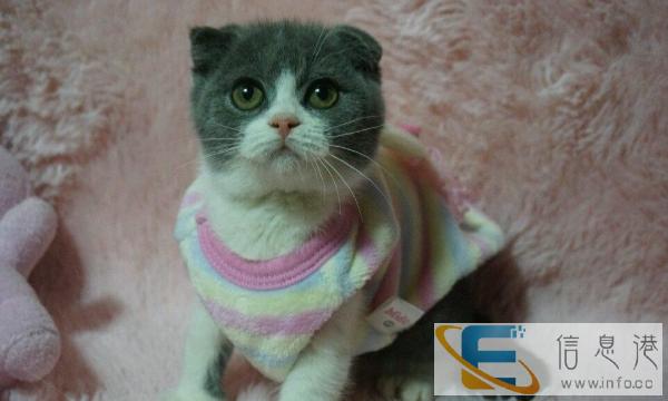 英短折耳,蓝猫品种.喜欢的真心想养猫的来