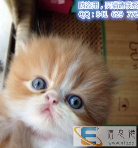个人家养猫猫生的小猫