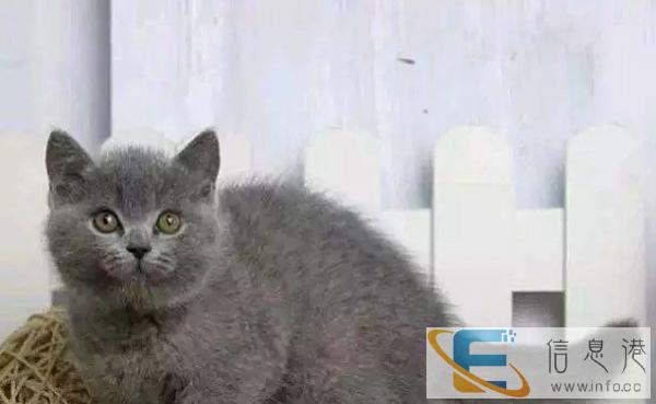 蓝猫,已做疫苗驱虫,签协议,保健康终身售后