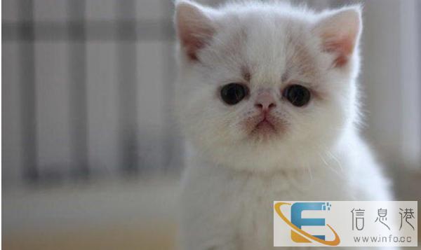 美国短毛猫/虎斑猫/纹路清晰/美短/有绿眼有