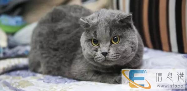 纯种可爱蓝猫,正八蓝白,自家繁殖