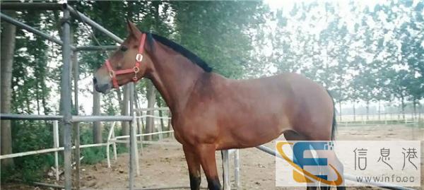 今年骑行马便宜多少钱