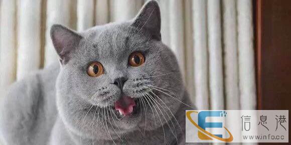 找有爱心的麻麻来把我带回家 折耳 蓝猫 布偶 加菲等