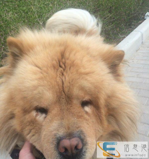 纯血松狮公狗找女友