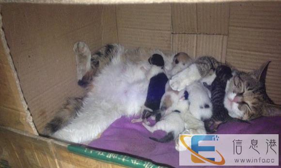 中华田园猫赠送