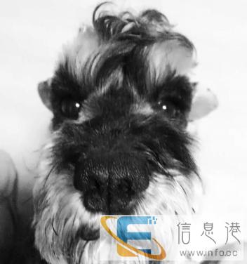 雪纳瑞小鲜肉相亲相亲相亲