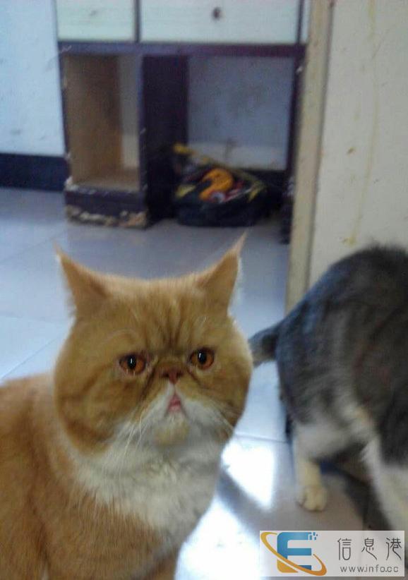 加菲猫 红虎斑加白