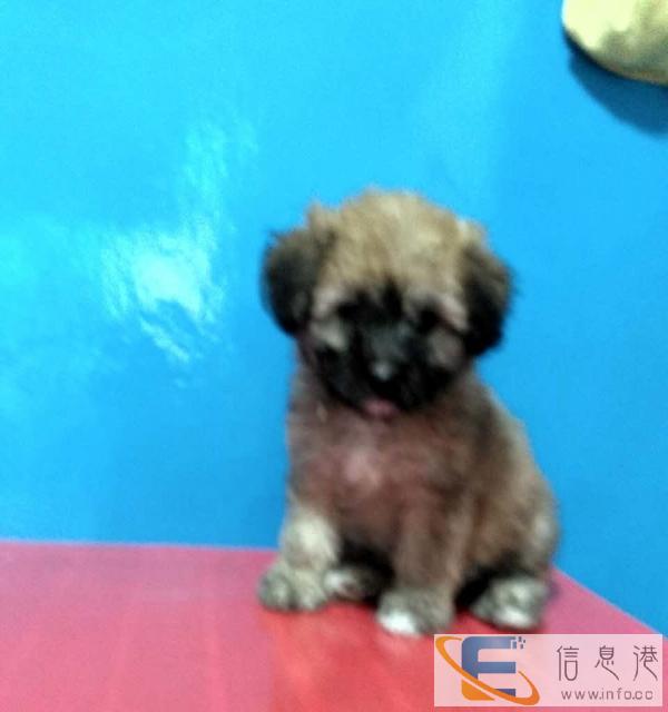 可爱小狗免费赠送