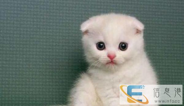 温顺的折耳猫,耳猫,猫