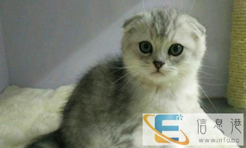 皇城名猫 赛级银渐层折耳渐层苏格兰折耳猫