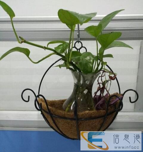 转让 铁艺椰棕壁挂花盆 不含花