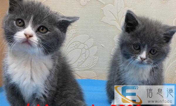 精品纯种蓝猫 喜欢养猫的亲们看这里